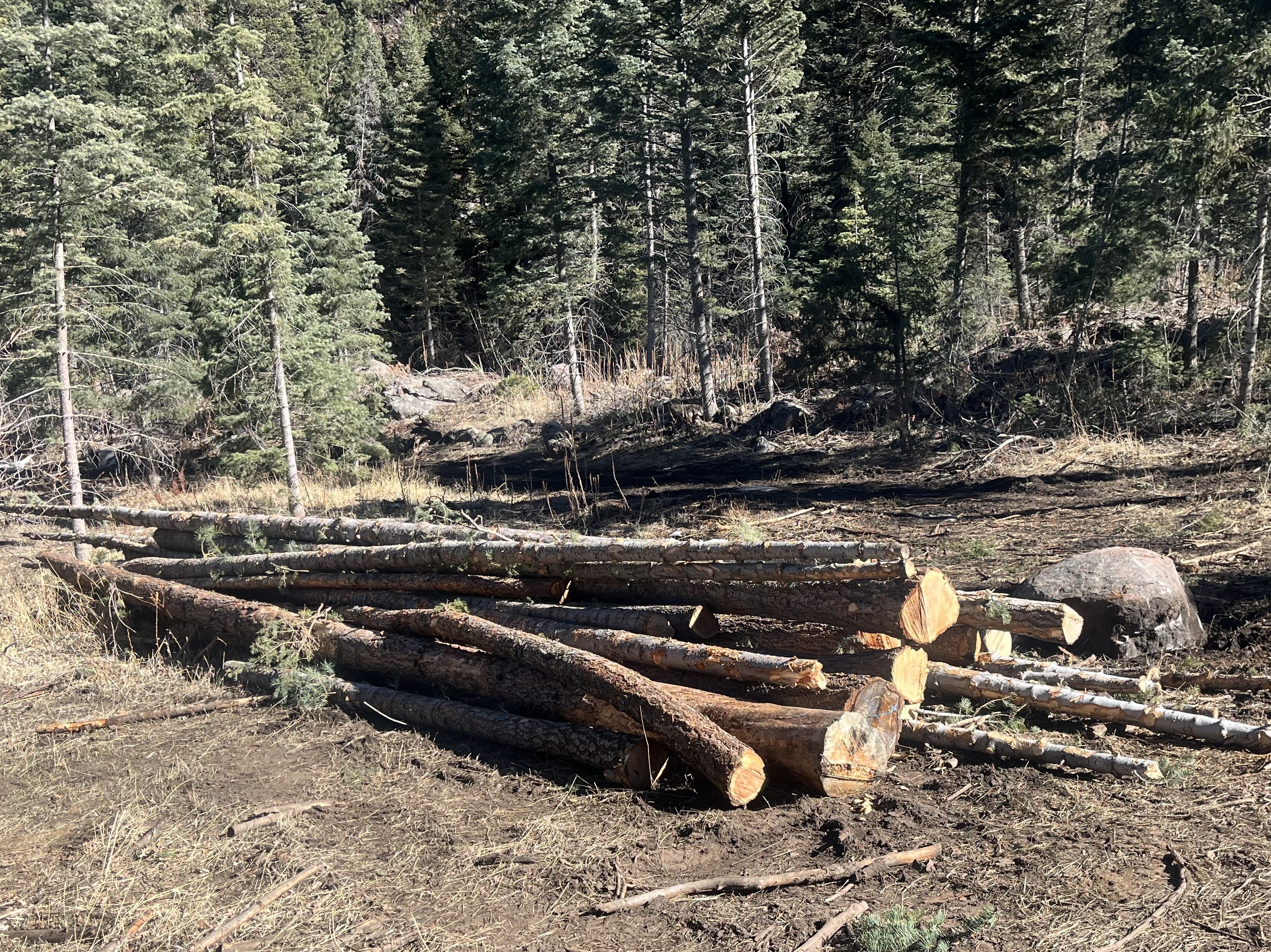 trees felled, de-limbed, and piled